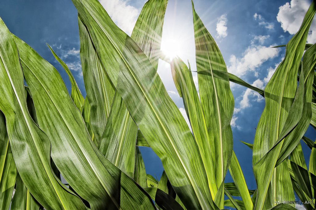 Mais und Sonne – Naturfotografie von Klaus Windolph